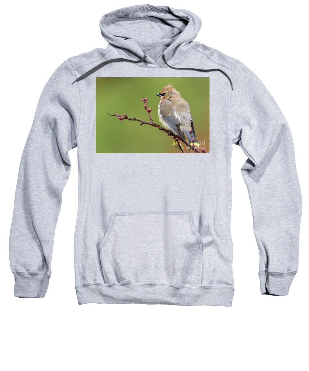 Cedar Waxwing Sweatshirt featuring the photograph Cedar Waxwing Perched on a Twig with Flower Buds by Nancy Gleason