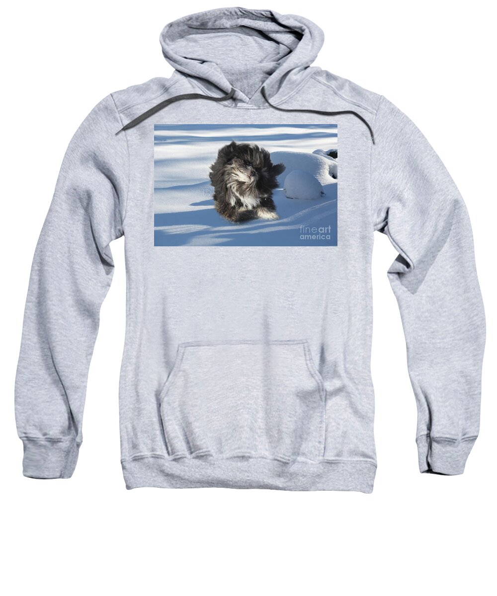 Bichon Sweatshirt featuring the photograph Chico's First Snow by Eva Lechner