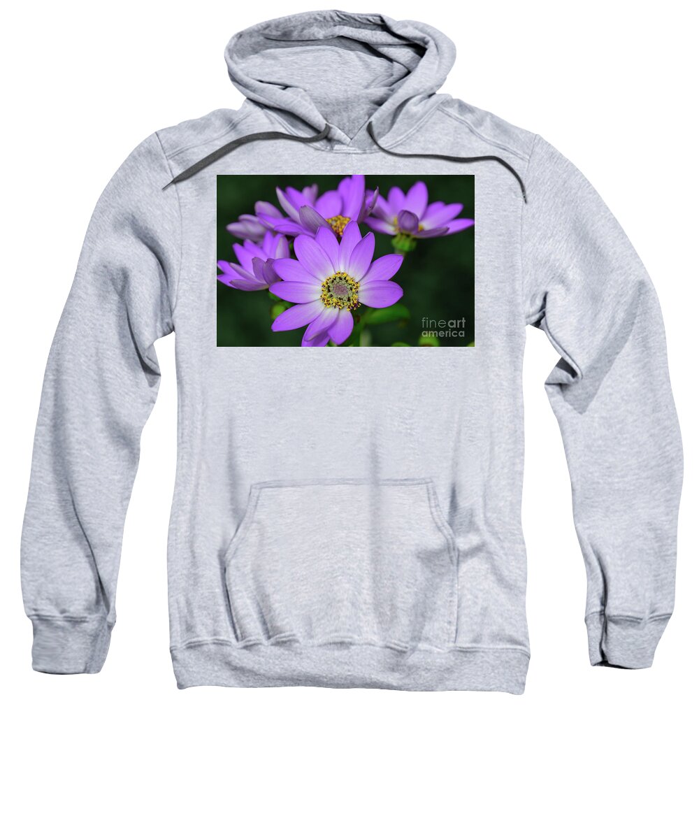 Pericallis × Hybrida Sweatshirt featuring the photograph Cinerarias by Neil Maclachlan