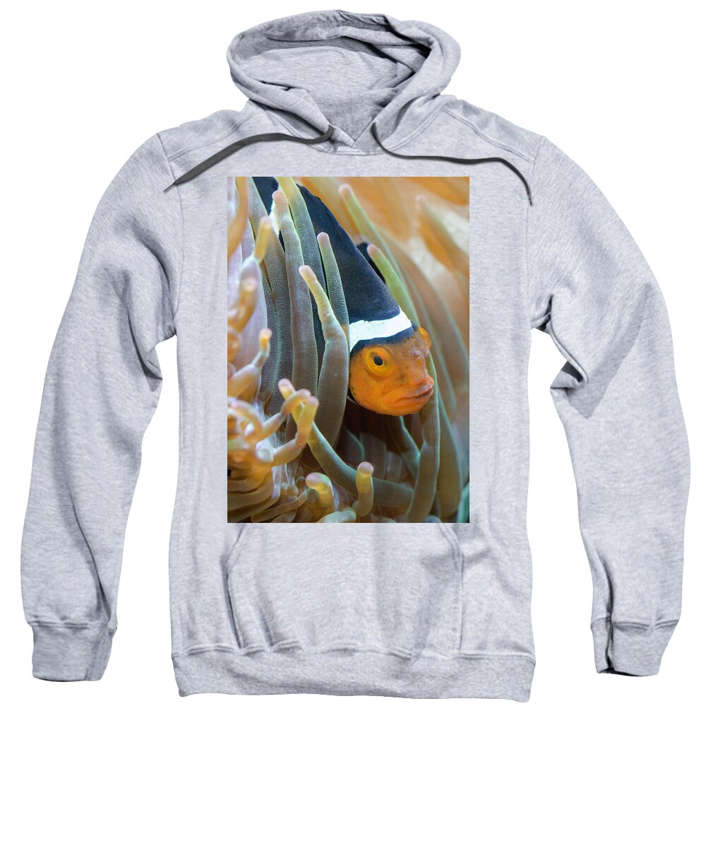 Clownfish Sweatshirt featuring the photograph Clownfish Hiding in Anemones by WAZgriffin Digital