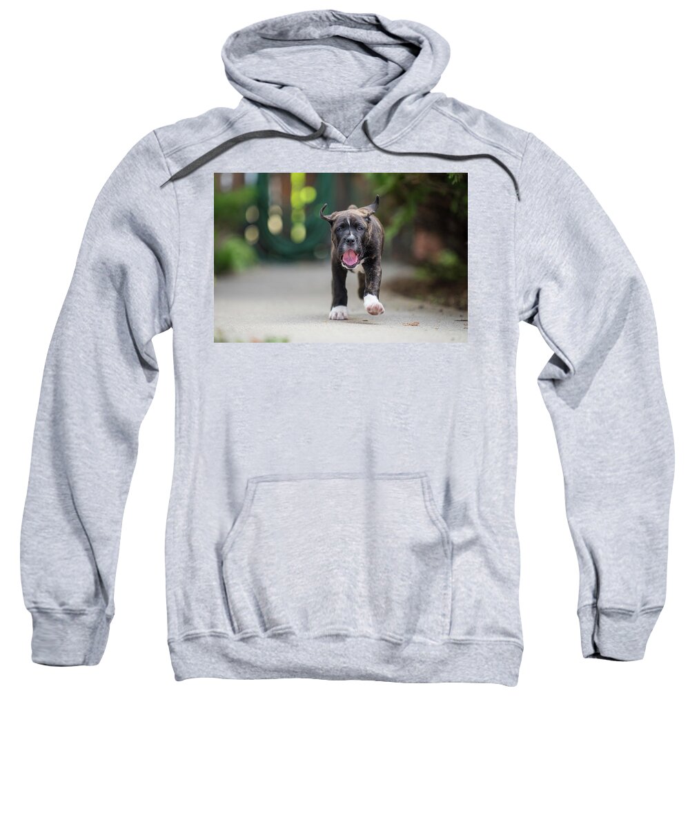 Puppy Sweatshirt featuring the photograph Coleman by Bill Cubitt