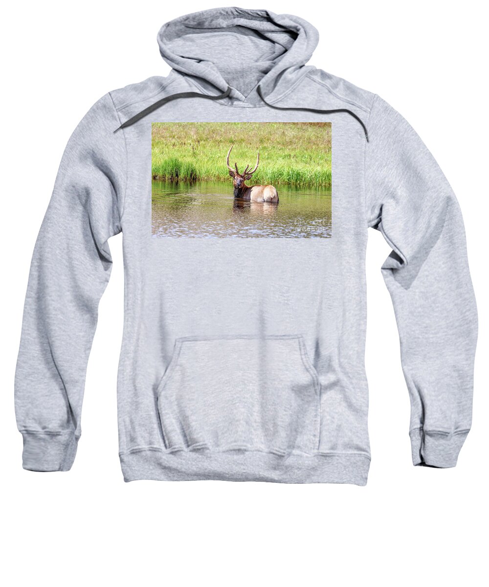 Bull Elk In Pond Sweatshirt featuring the photograph Cooling Off by Shirley Dutchkowski