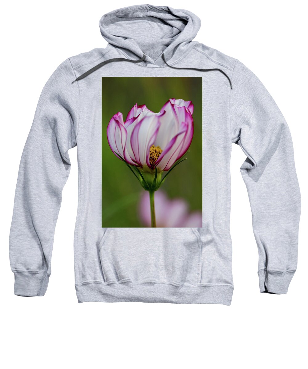 Cosmo Sweatshirt featuring the photograph Cosmo Dance by Mary Anne Delgado