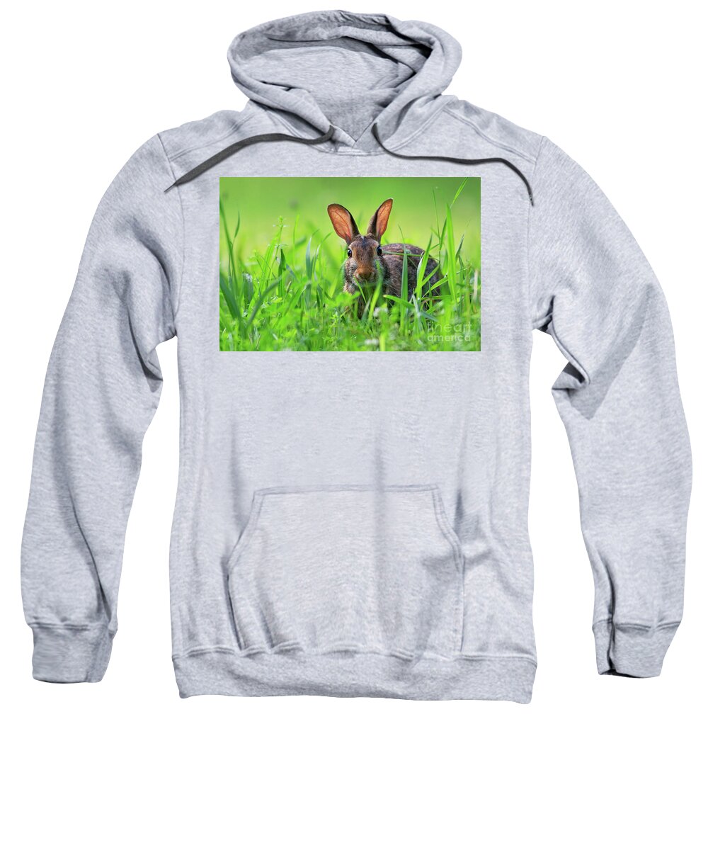 Bunny Sweatshirt featuring the photograph Cottontail rabbit in the grass by Rehna George