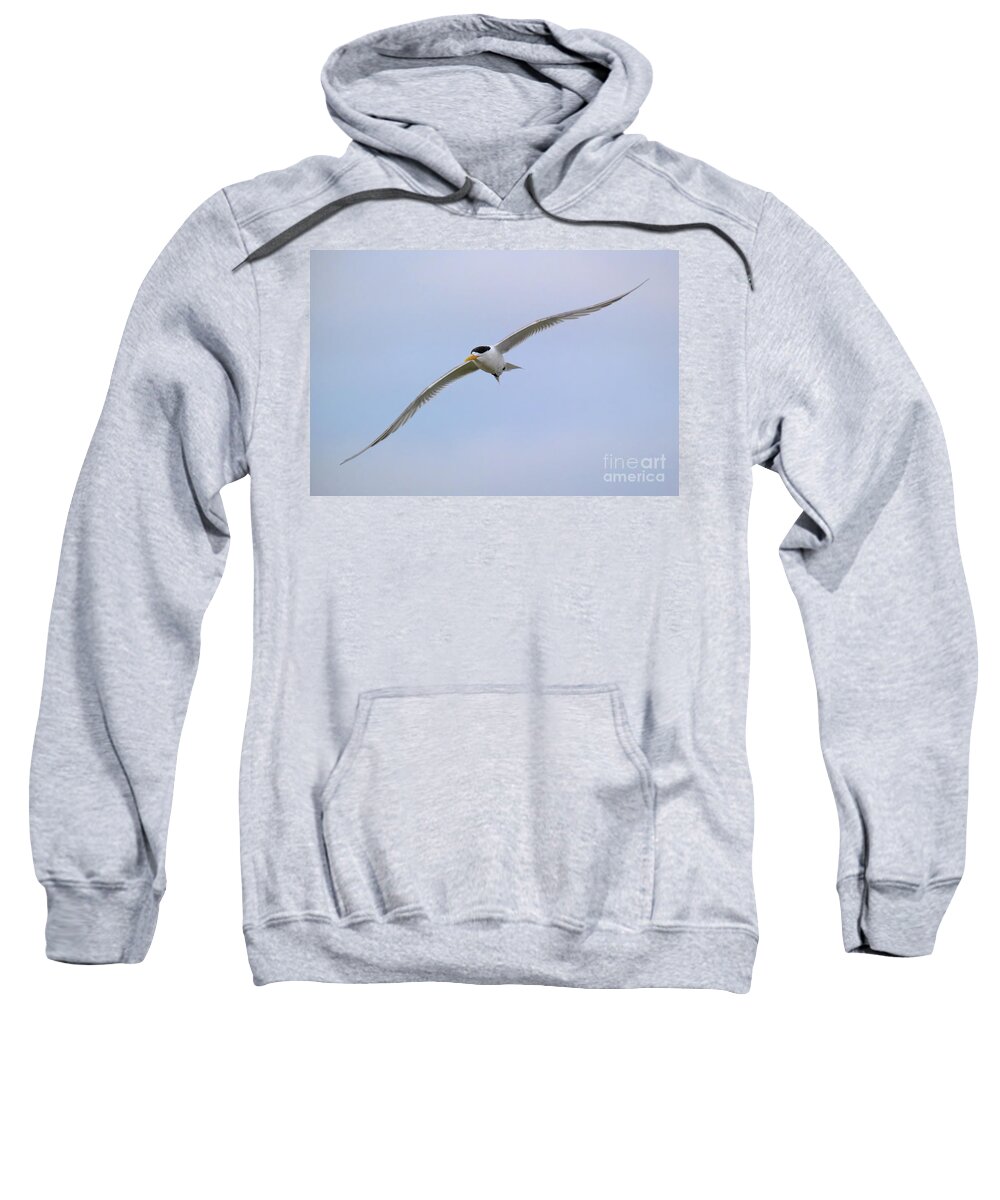 Sternula Nereis Sweatshirt featuring the photograph Fairy Tern In Flight by Neil Maclachlan