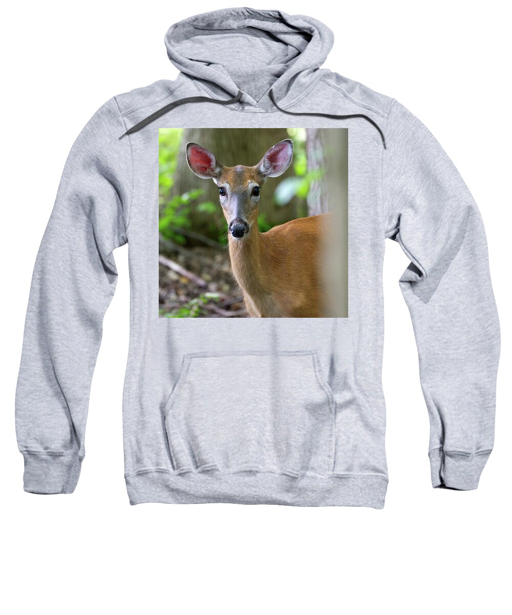 Deer Sweatshirt featuring the photograph Deer Ears by Flinn Hackett