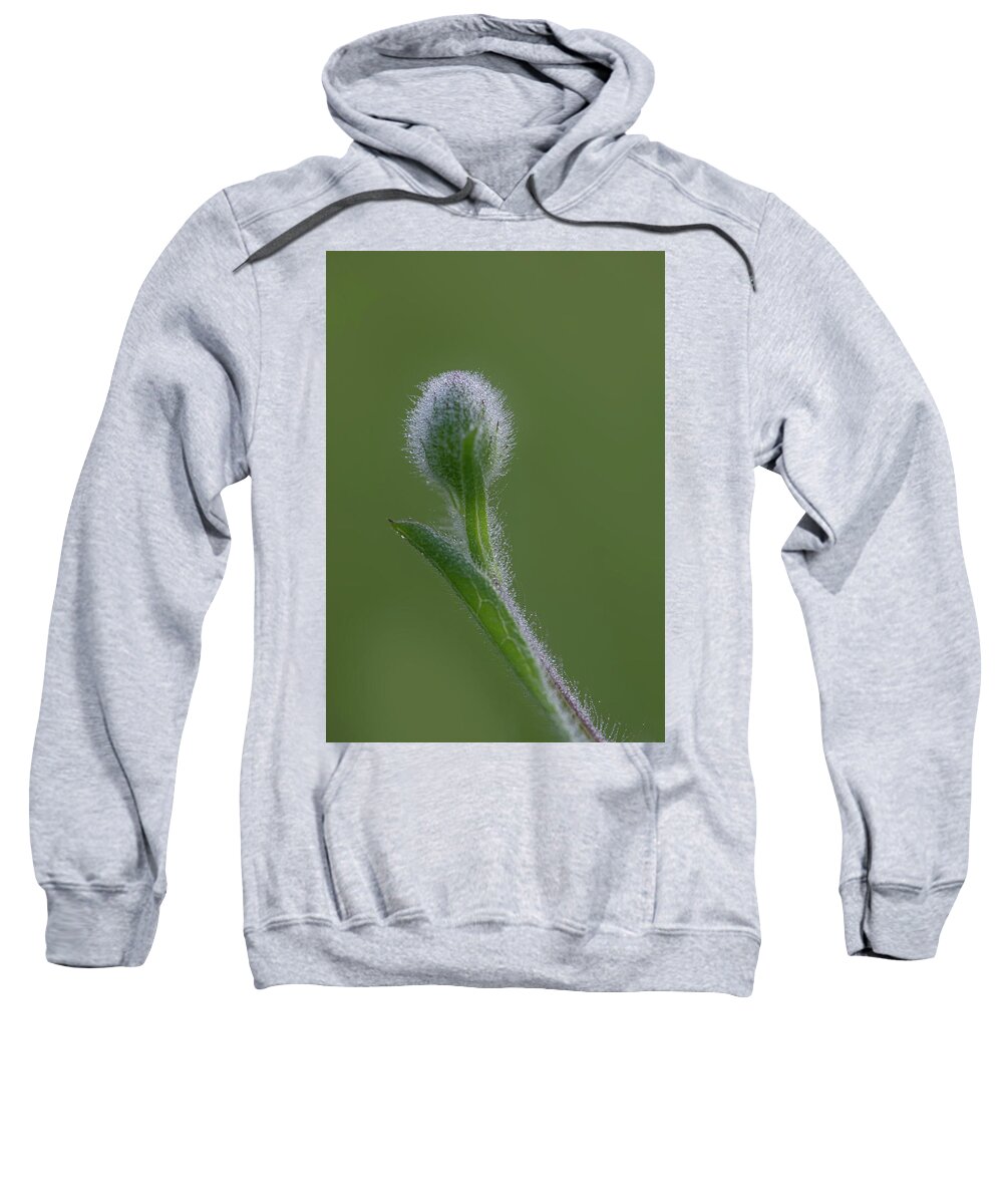 Dew Sweatshirt featuring the photograph Dew On A Groundsel Bud by Karen Rispin