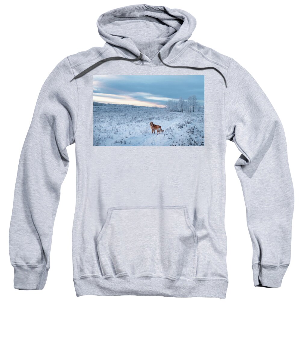 Dog Sweatshirt featuring the photograph Dog in an Alberta winter pasture by Karen Rispin