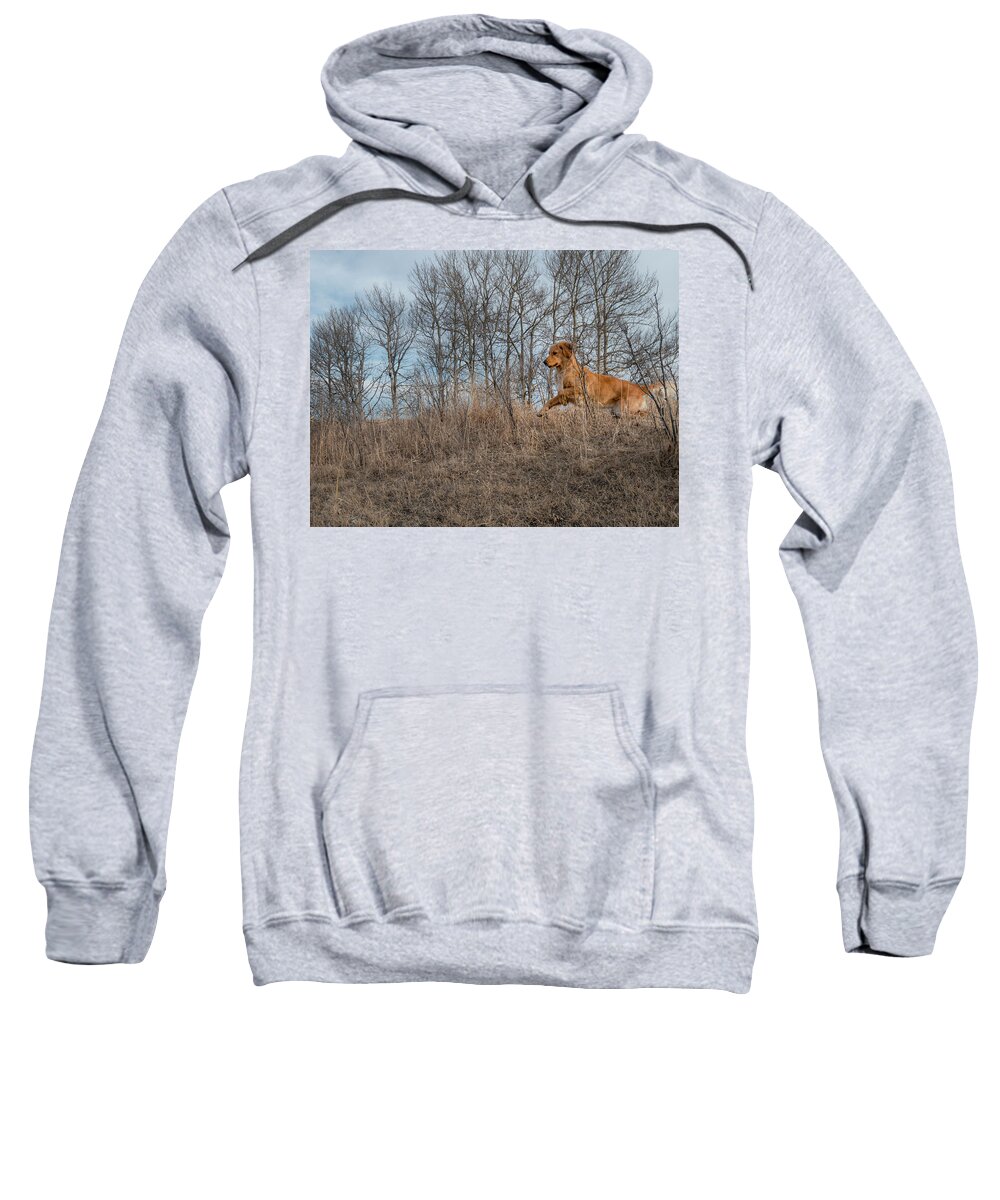 Golden Retriever Sweatshirt featuring the photograph Dog Running Through The Bush by Karen Rispin