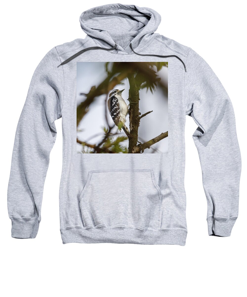 Bird Sweatshirt featuring the photograph Downy Woodpecker by David Beechum