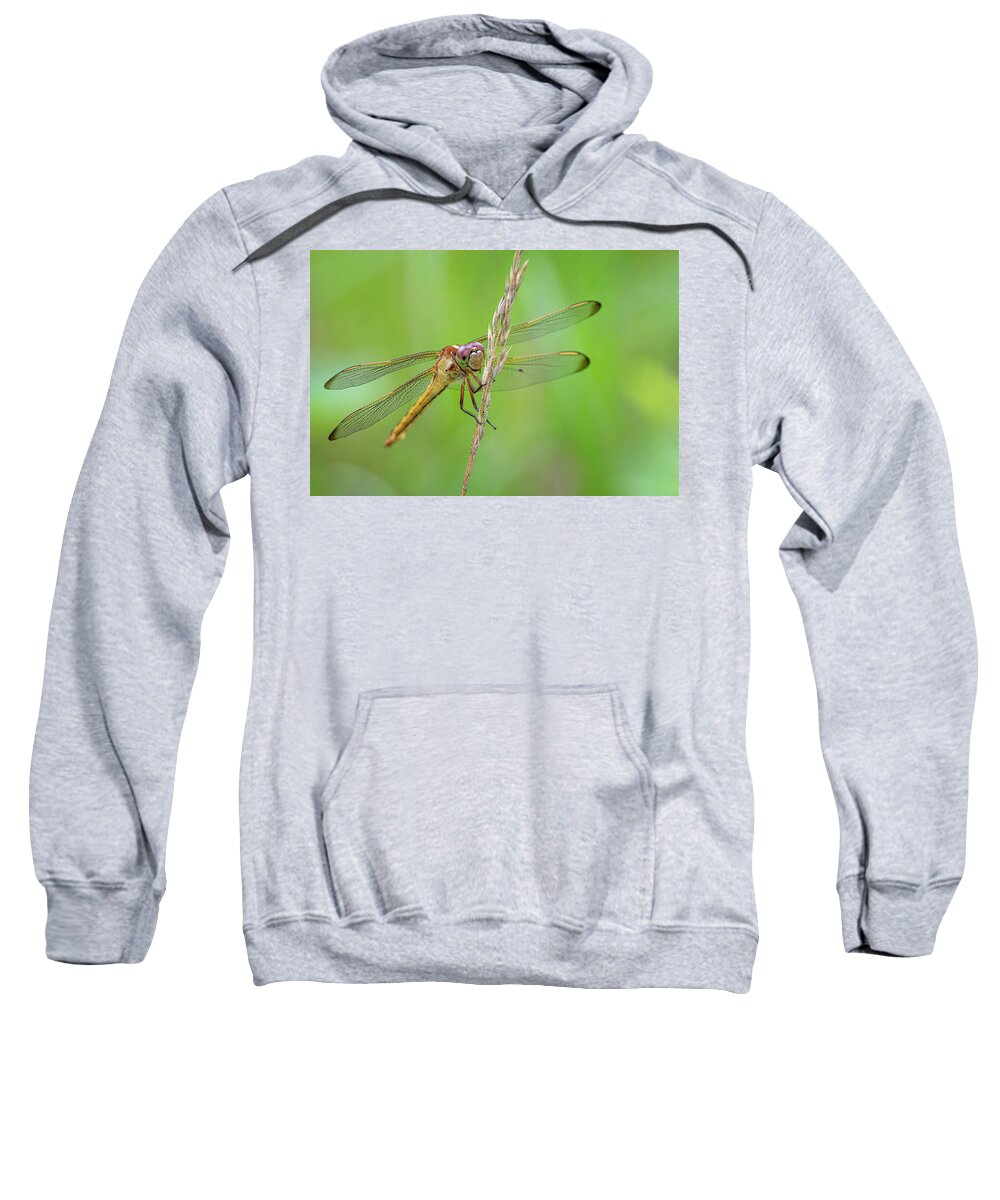Dragonfly Sweatshirt featuring the photograph Dragonfly in the Croatan National Forest - North Carolina by Bob Decker