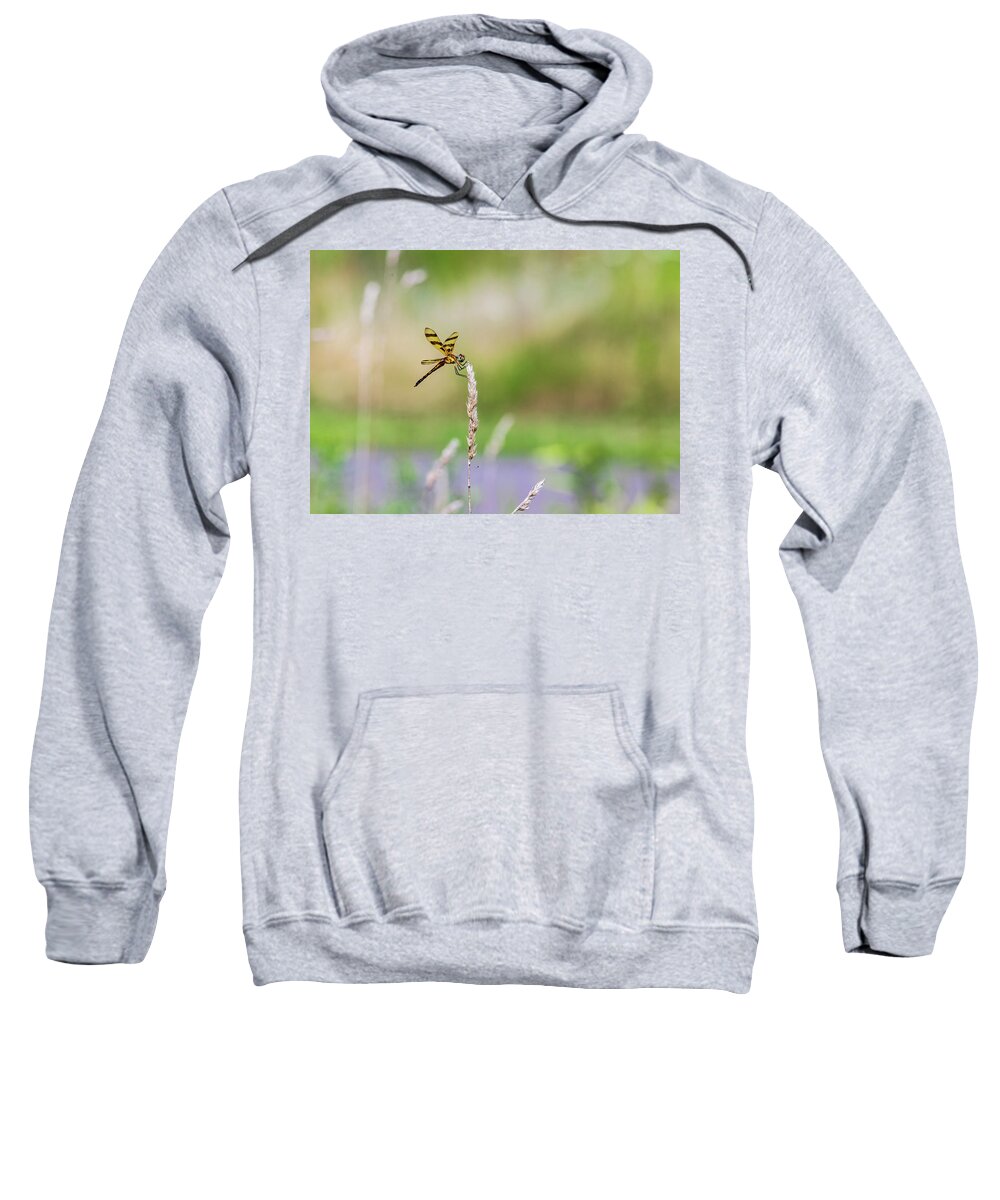 Animals Sweatshirt featuring the photograph Dragonfly Nature Photography by Amelia Pearn
