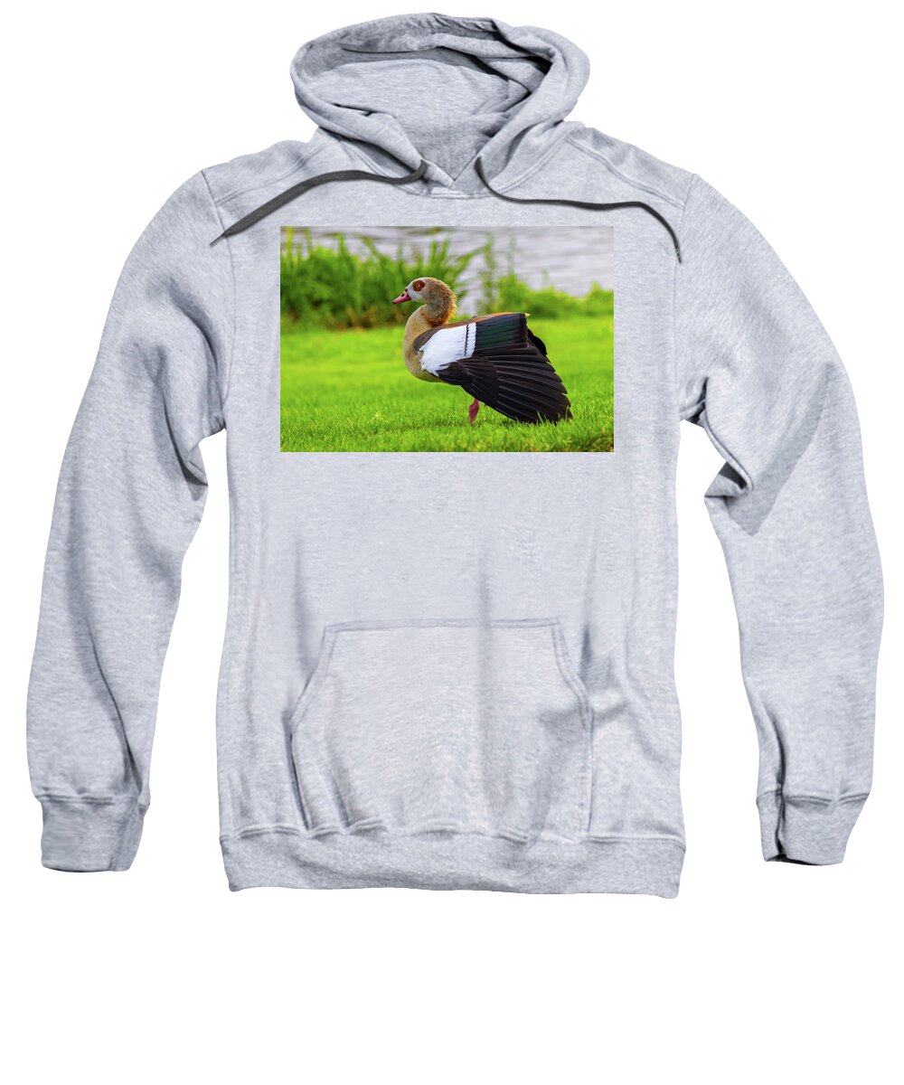 Egyptian Sweatshirt featuring the photograph Egyptian goose, alopochen aegyptiacus by Elenarts - Elena Duvernay photo