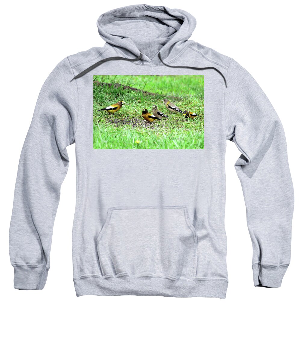 Birds Sweatshirt featuring the photograph Evening Grosbeaks by Kae Cheatham
