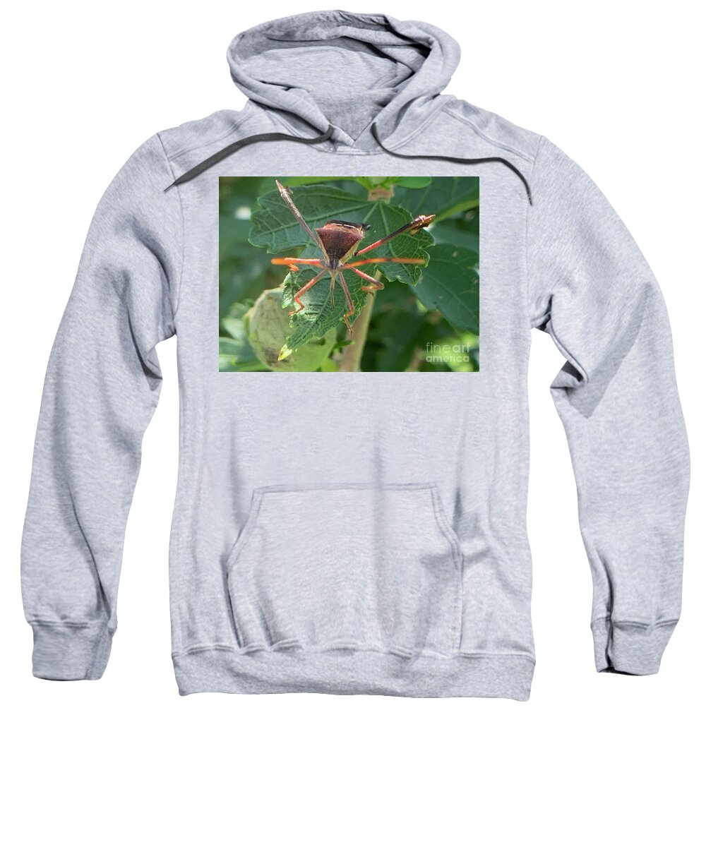 Leaf Footed Bug Sweatshirt featuring the photograph Face me by Catherine Wilson