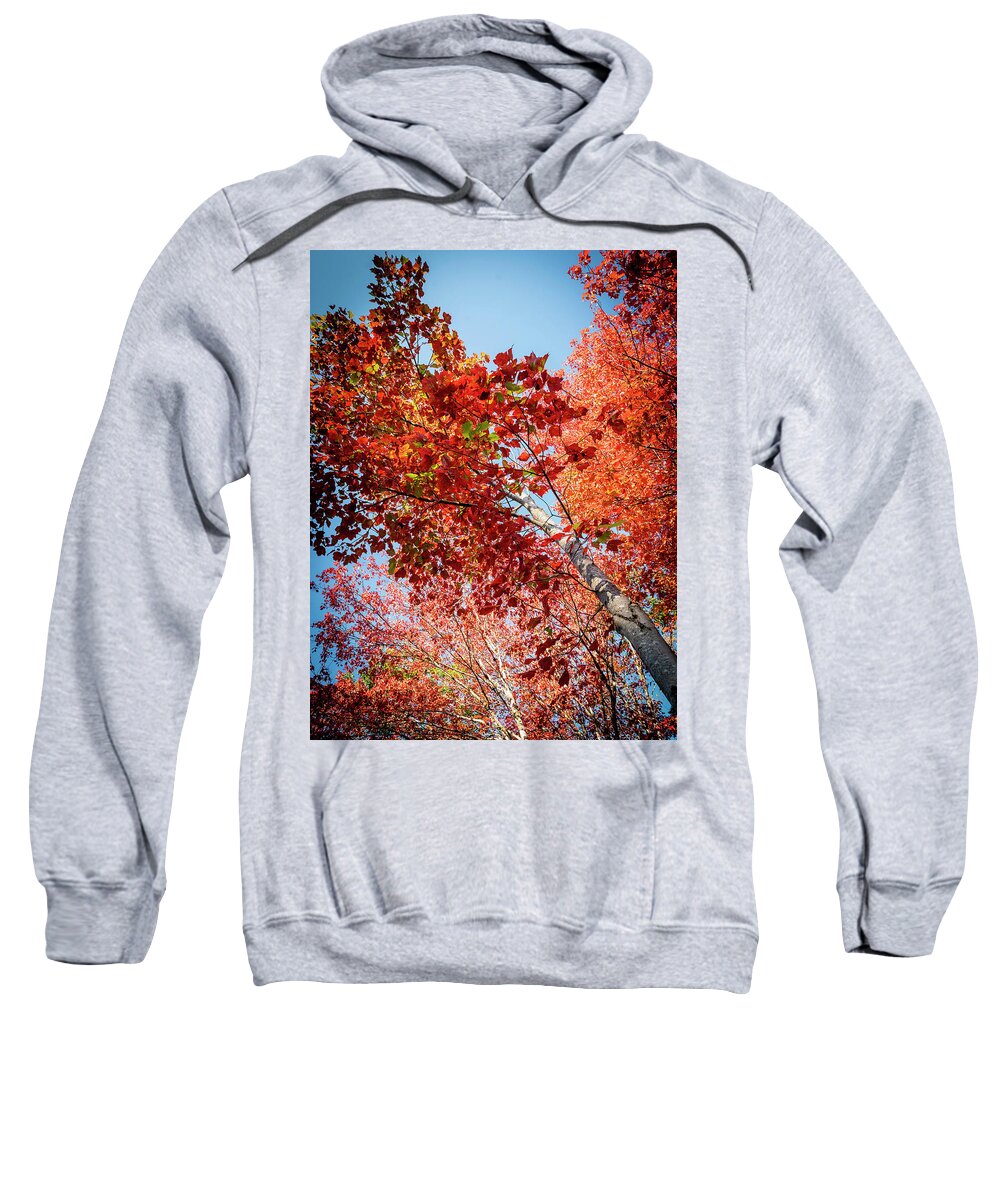 White Birch Sweatshirt featuring the photograph Fall Colors in Acadia by GeeLeesa Productions
