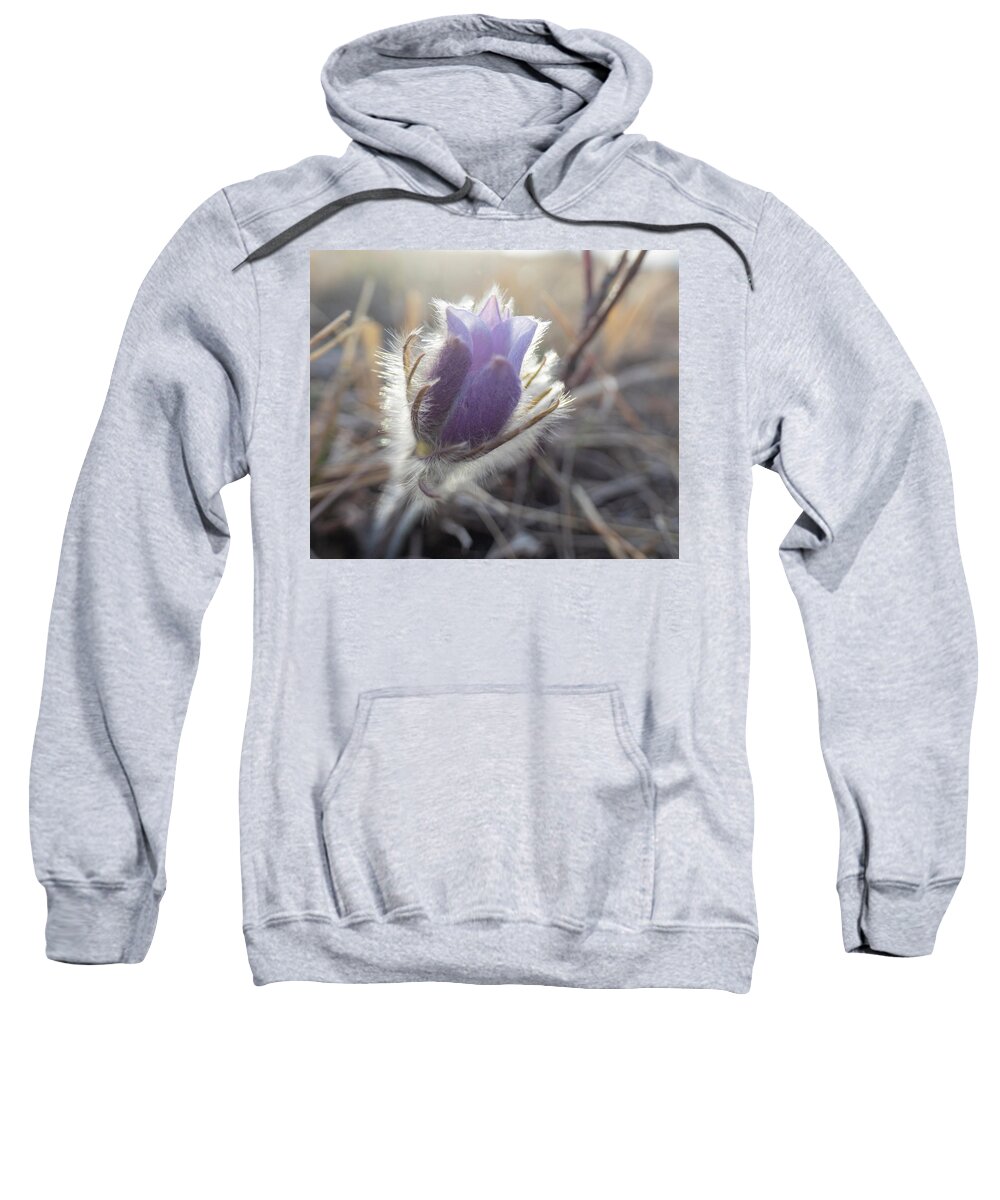 Crocus Sweatshirt featuring the photograph First Spring Prairie Crocus Flower by Karen Rispin