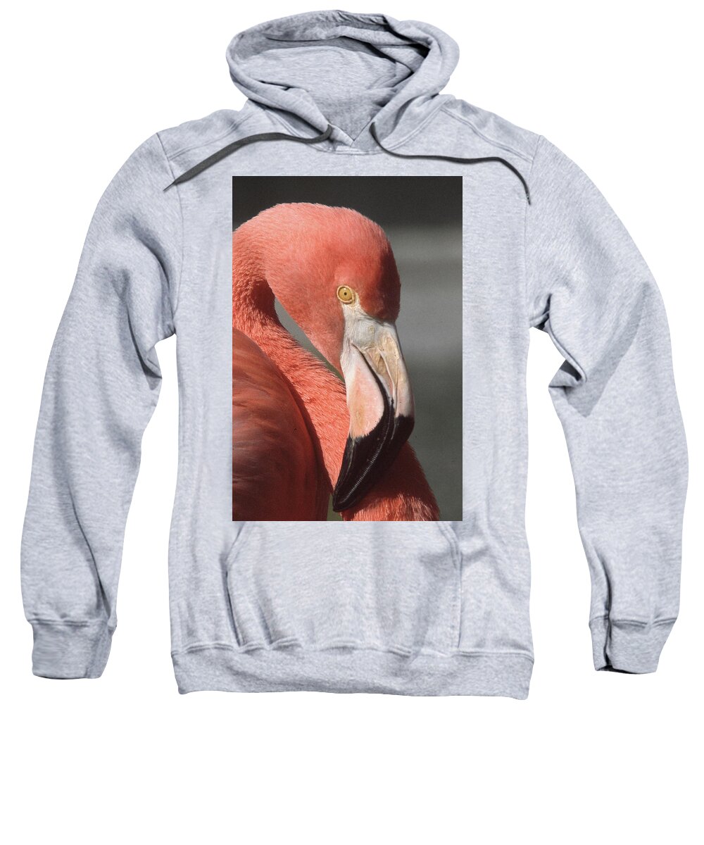 Flamingo Sweatshirt featuring the photograph Flamingp by Jim Mathis