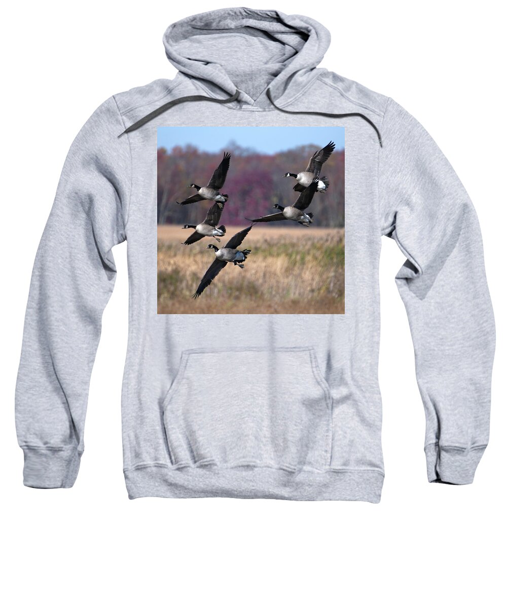 Geese Sweatshirt featuring the photograph Geese Landing by Flinn Hackett