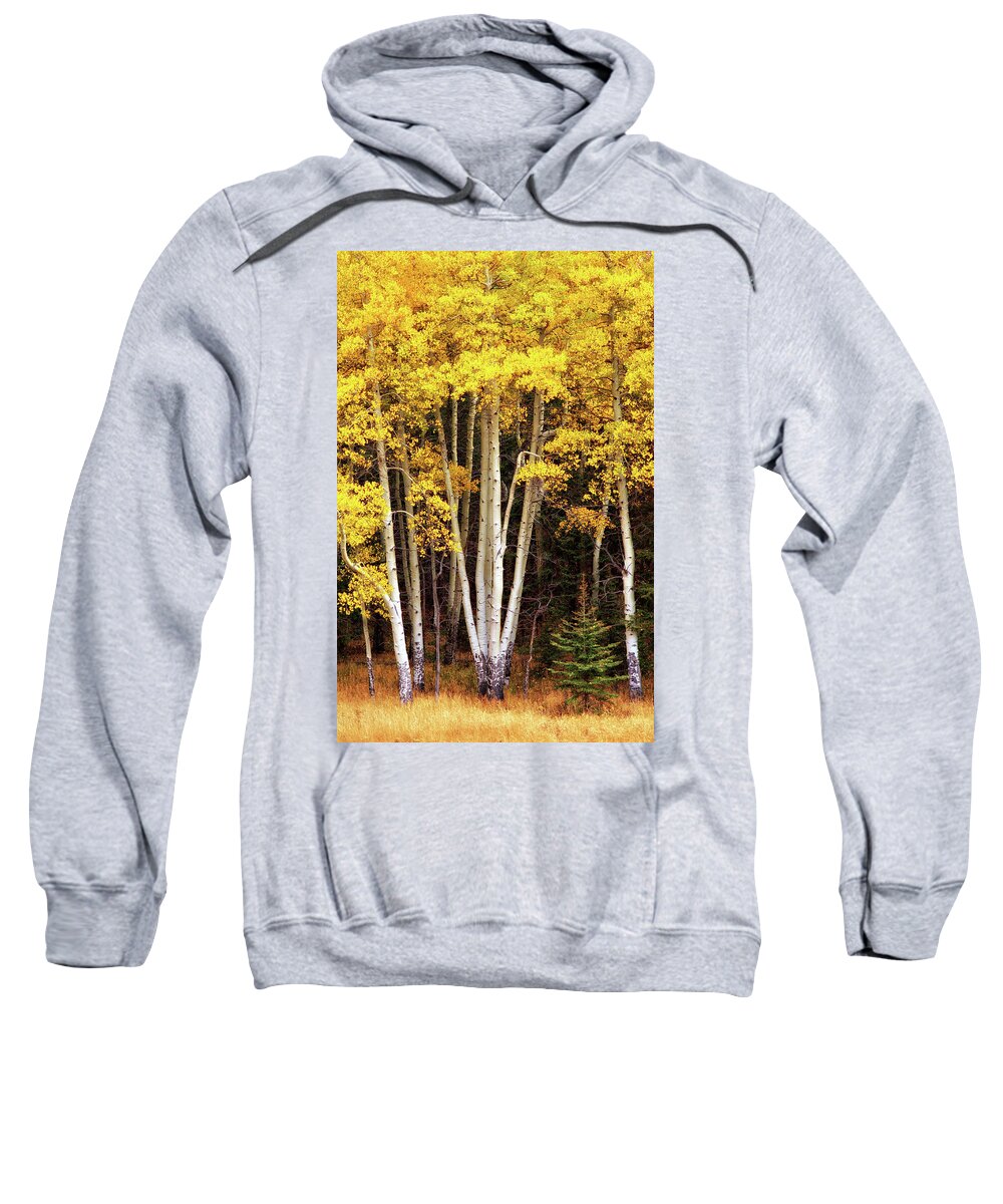 Fall Sweatshirt featuring the photograph Gold Aspen Trees by Bob Falcone
