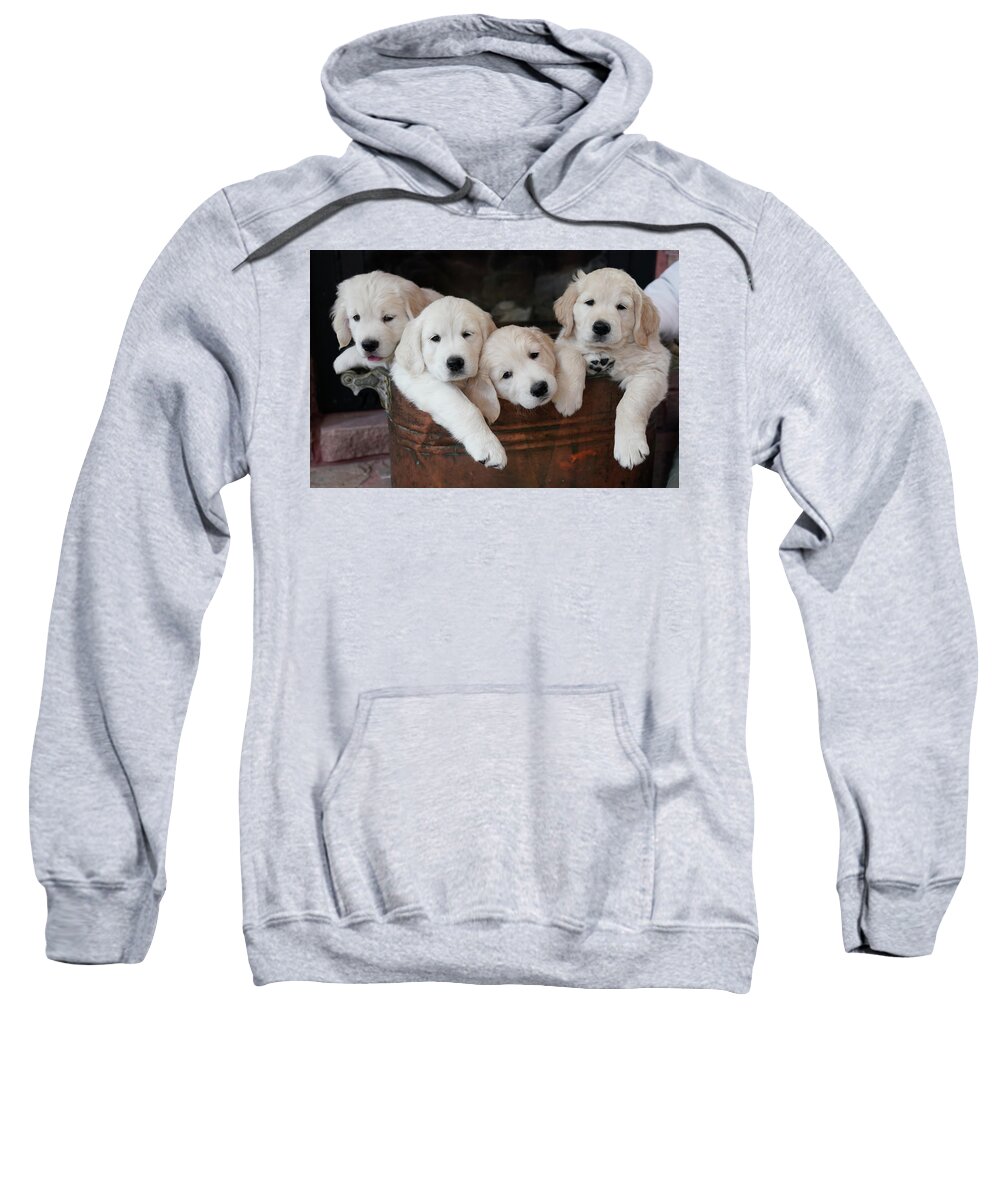 Puppies Sweatshirt featuring the photograph Golden Retriever Puppies by Rick Wilking