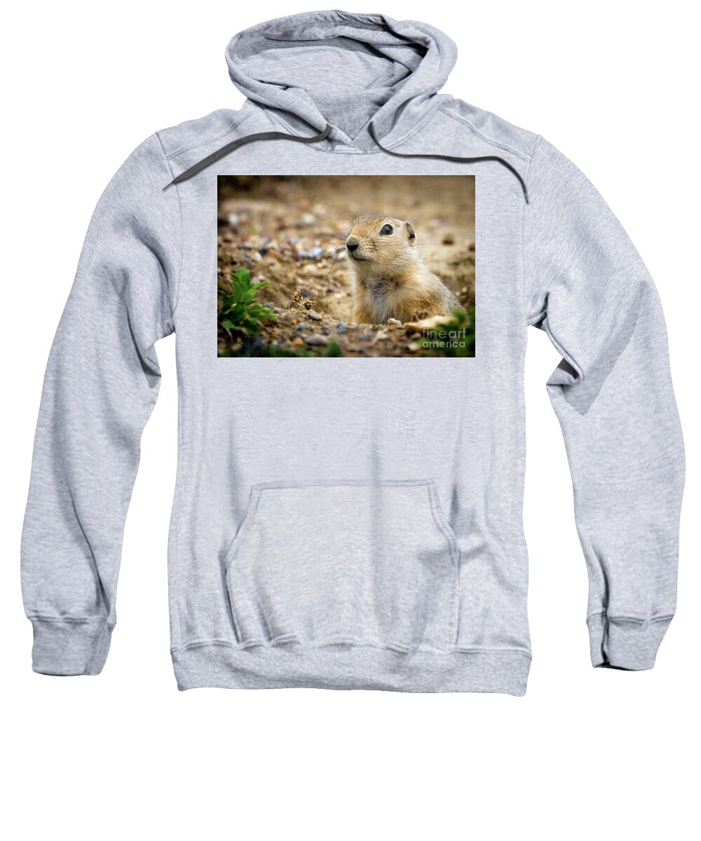 Gopher Sweatshirt featuring the photograph Gopher by Darcy Dietrich
