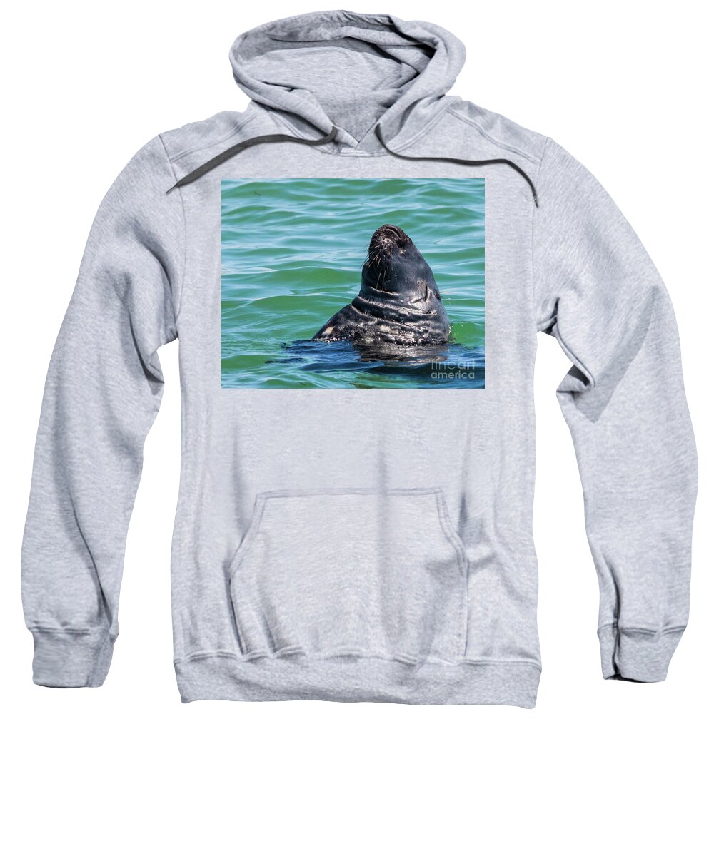Seal Sweatshirt featuring the photograph Gray Seal Sleeping by Lorraine Cosgrove