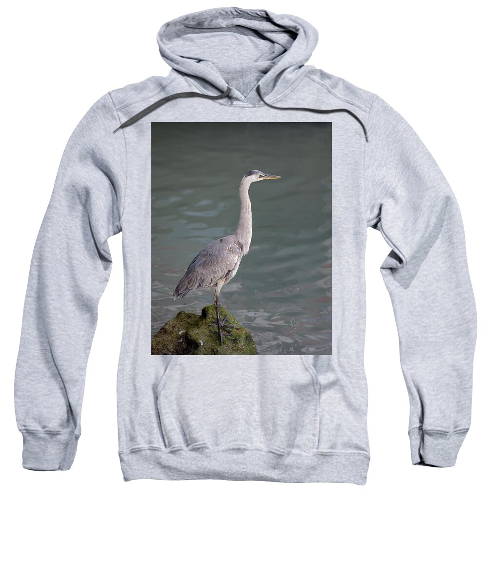 Republic Of Ecuador Sweatshirt featuring the photograph Great Blue Heron, Ardea herodias, Santa Cruz Island, Galapagos Islands, Ecuador by Kevin Oke