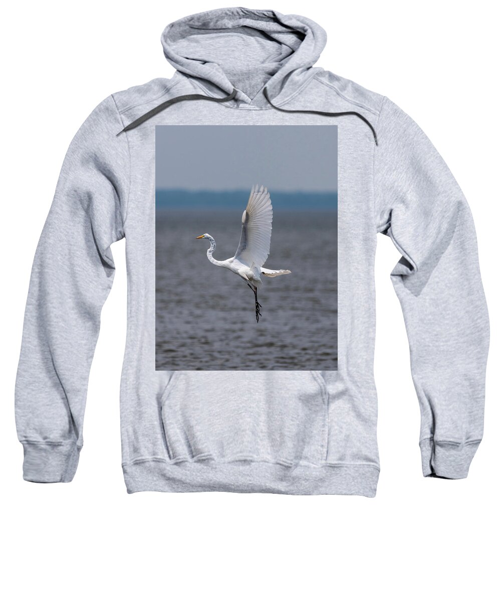 Bird Sweatshirt featuring the photograph Great Egret by Grant Twiss