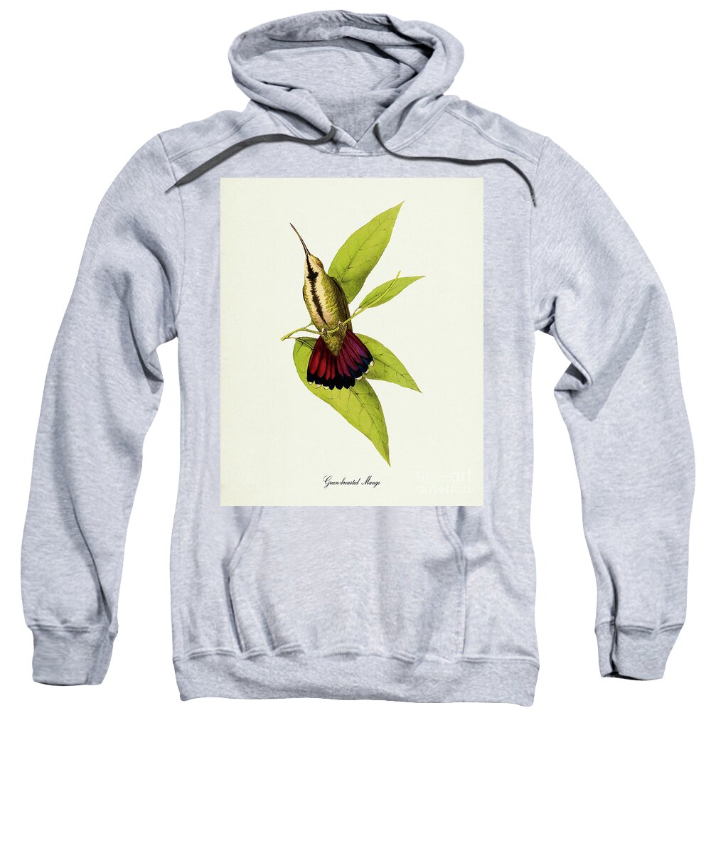 Green-breasted Mango Hummingbird Adult Pull-Over Hoodie by Visual Design -  Pixels