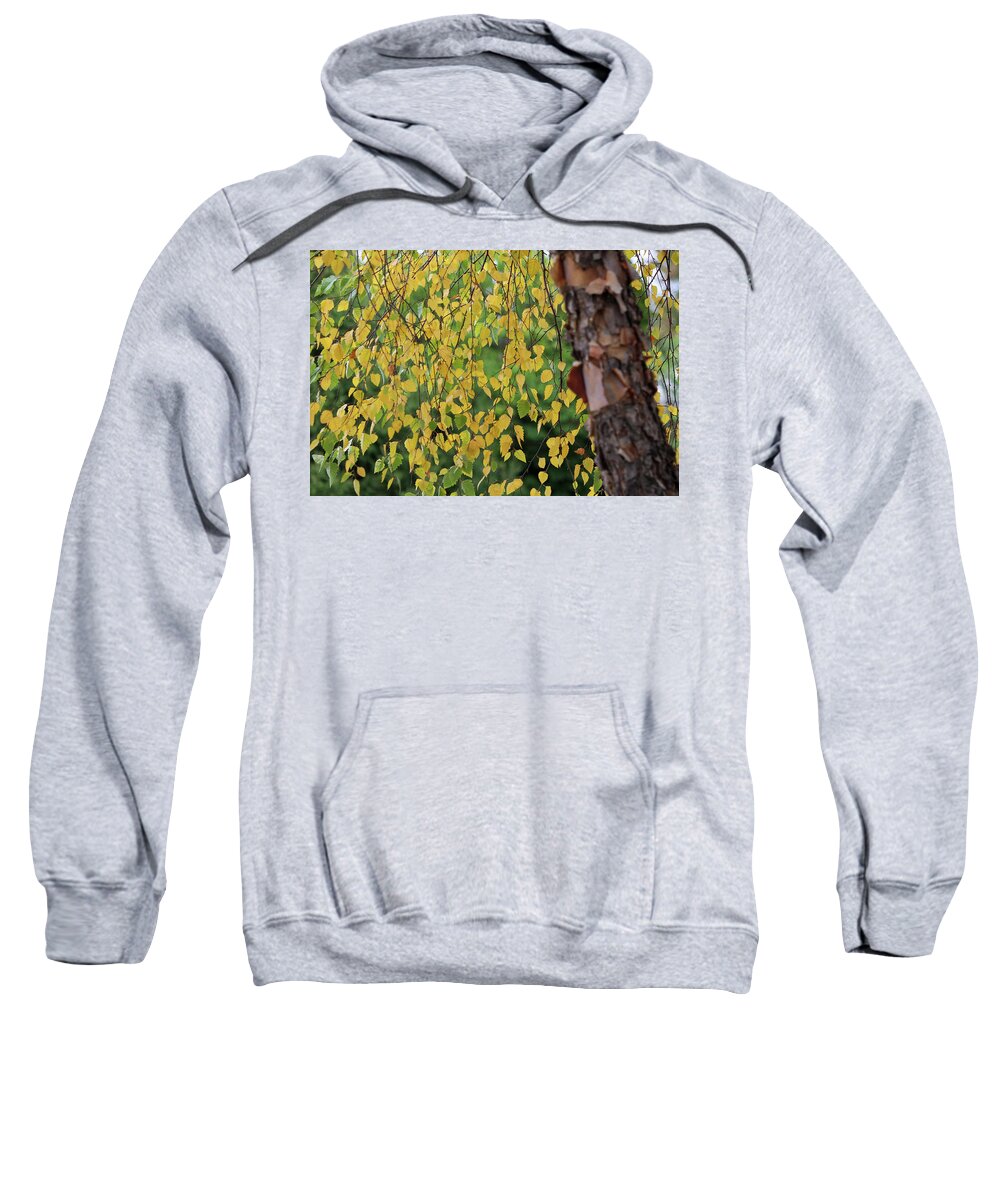 Seasons Sweatshirt featuring the photograph Green to Gold by Mary Anne Delgado