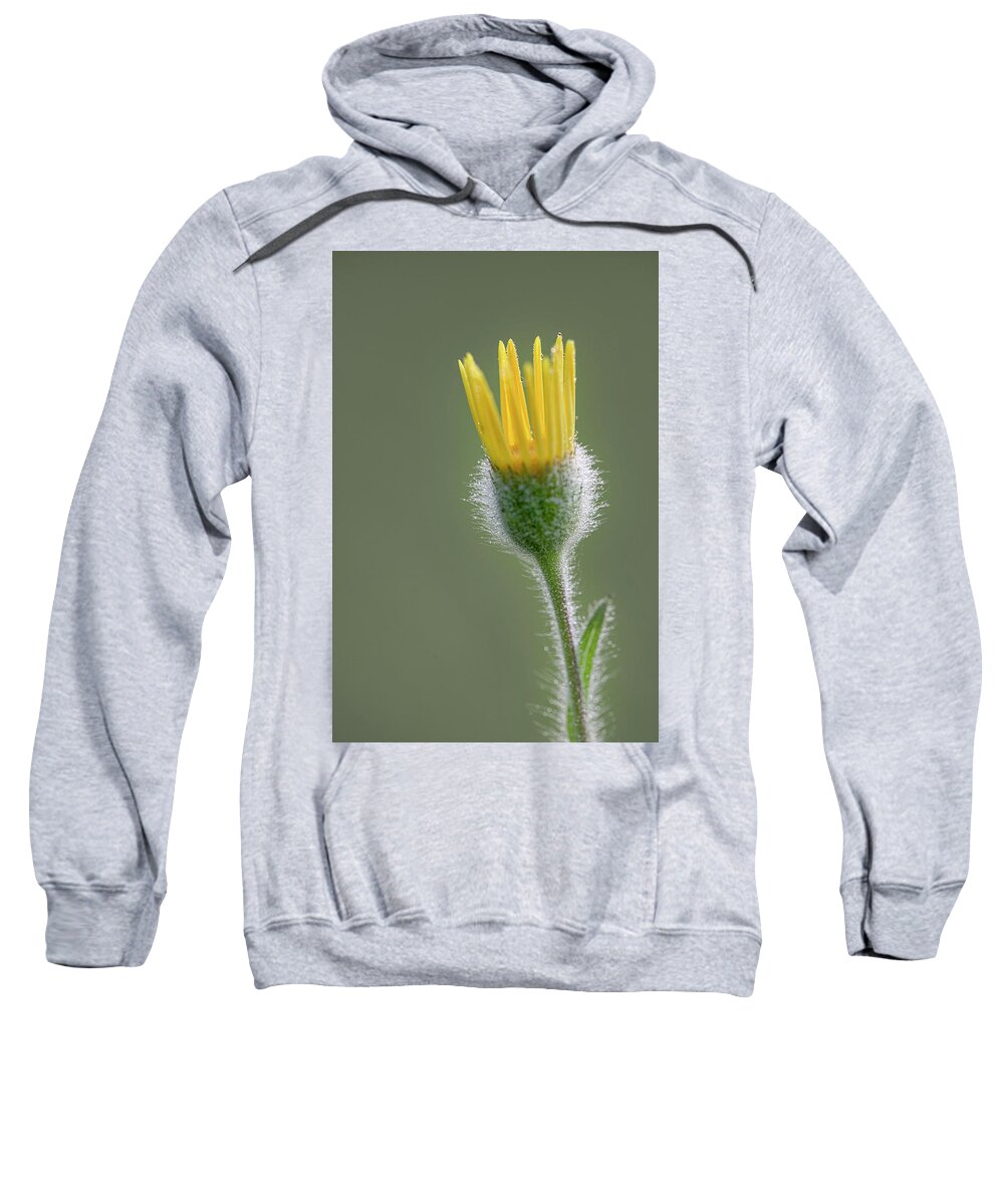 Groundsel Sweatshirt featuring the photograph Groundsel Flower by Karen Rispin