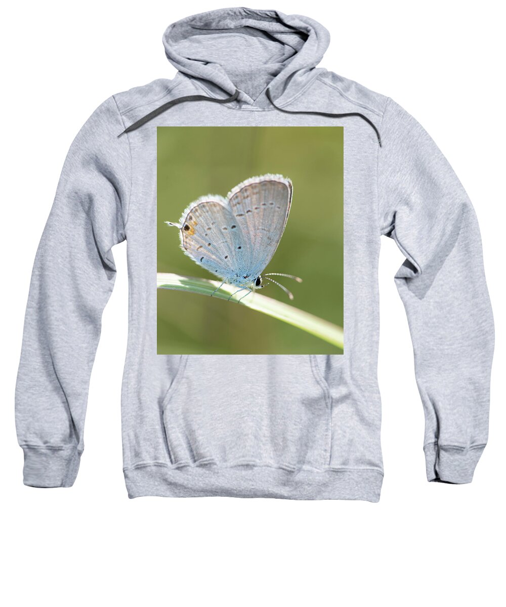 Hairstreak Sweatshirt featuring the photograph Hairstreak Butterfly Closeup by Karen Rispin