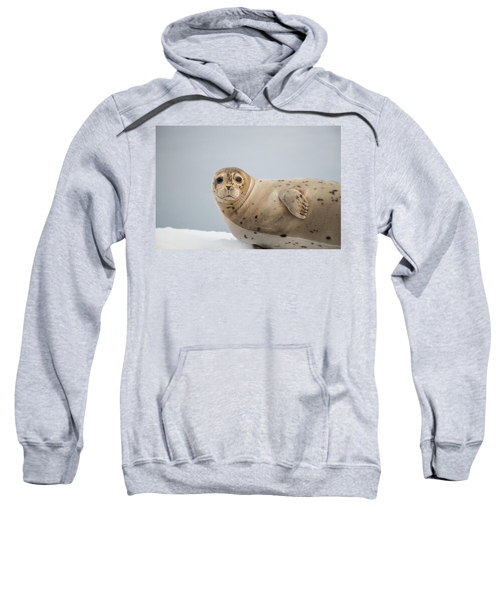 Seal Sweatshirt featuring the photograph Harbor Seal by David Kirby