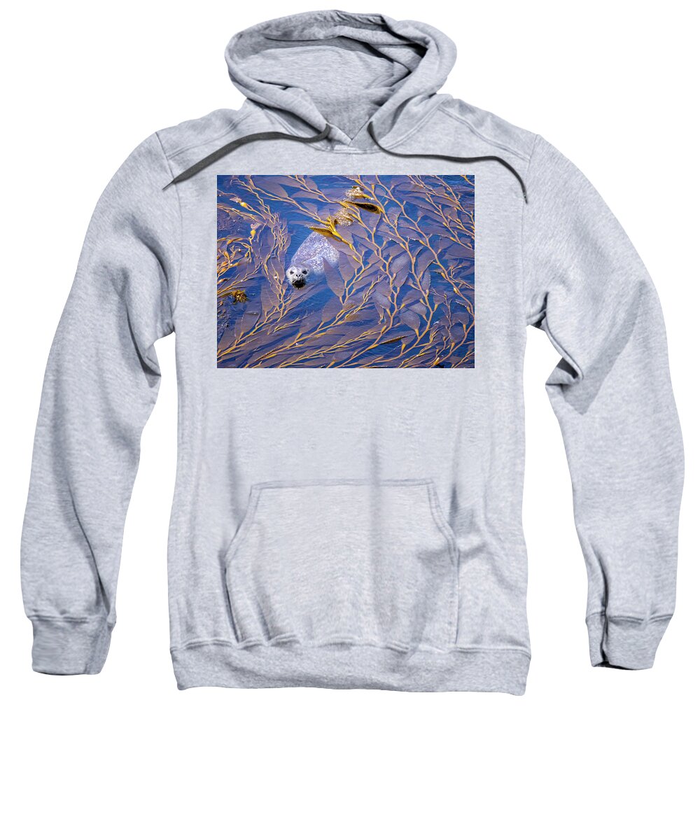  Sweatshirt featuring the photograph Harbor Seal in Kelp #1 by Carla Brennan