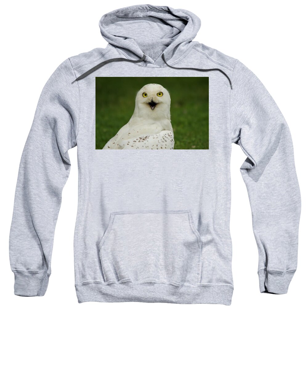 Snowy Owl In Ohio Sweatshirt featuring the photograph Hello I am here by Carolyn Hall