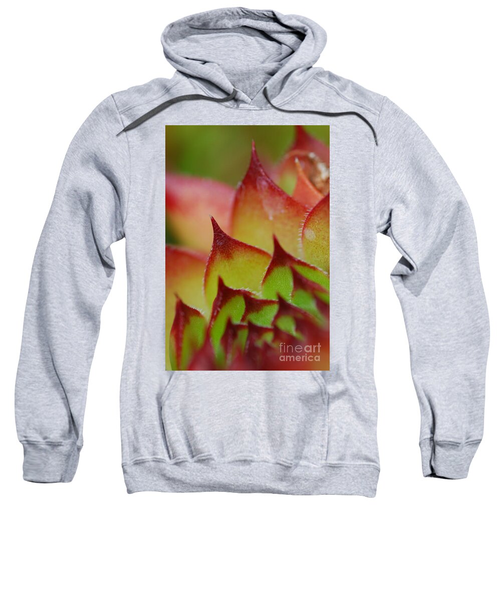 Hens And Chicks Sweatshirt featuring the photograph Hens And Chicks #10 by Stephanie Gambini
