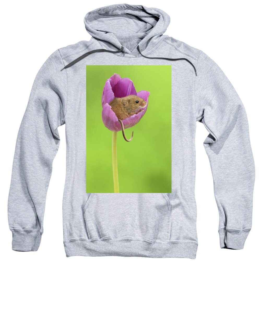 Harvest Sweatshirt featuring the photograph HMTulips-7579 by Miles Herbert