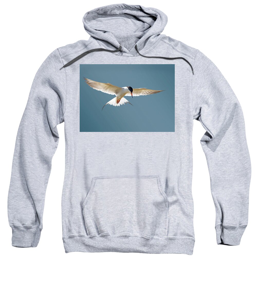 Terns Sweatshirt featuring the photograph Hovering Tern by Judi Dressler