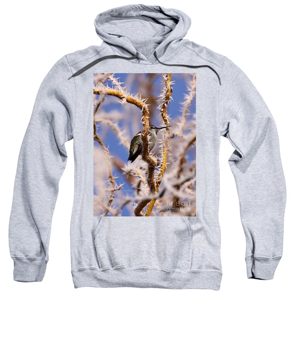 Anna's Hummingbirds Sweatshirt featuring the photograph Hummingbird with Hoarfrost 2 by Carol Groenen