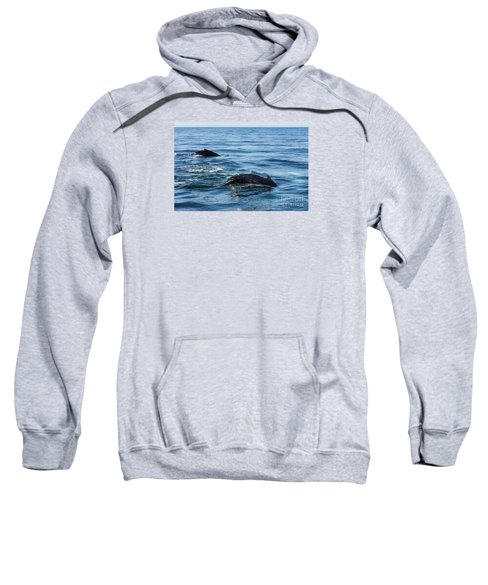 Humpback Sweatshirt featuring the photograph Humpback and Calf Diving by Lorraine Cosgrove