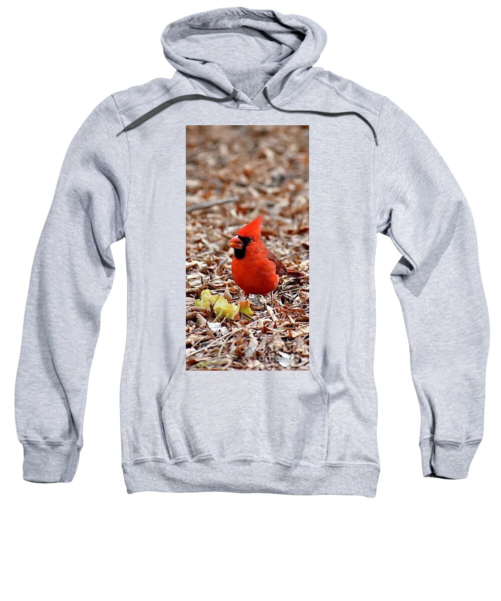 Hungry Male Northern Cardinal Sweatshirt featuring the digital art Hungry Male Northern Cardinal by Tammy Keyes
