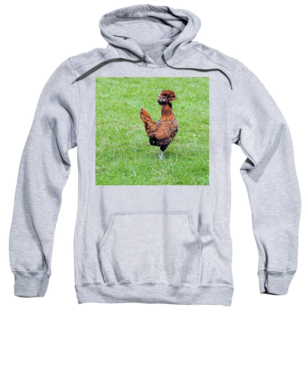Chicken Sweatshirt featuring the photograph I'd Like To Stay But... by Alida M Haslett