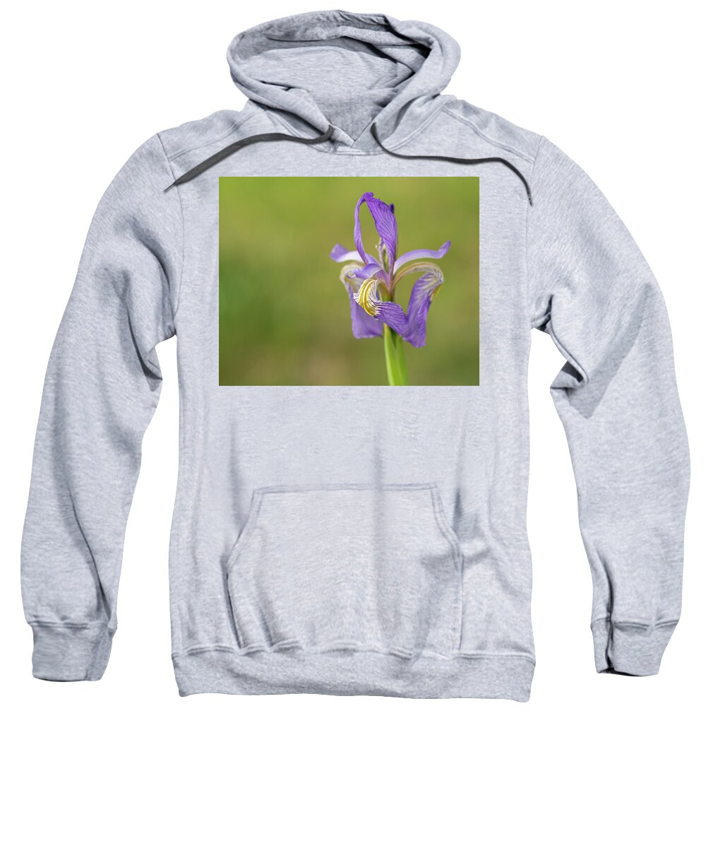 Iridaceae Sweatshirt featuring the photograph Iris by Maresa Pryor-Luzier