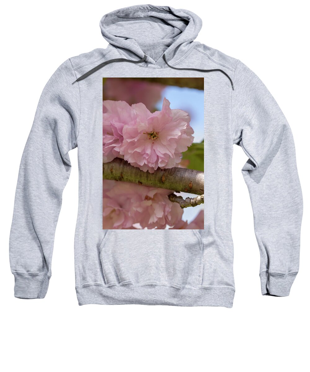 Flower Sweatshirt featuring the photograph Japanese Flowering Cherry 4 by Dawn Cavalieri