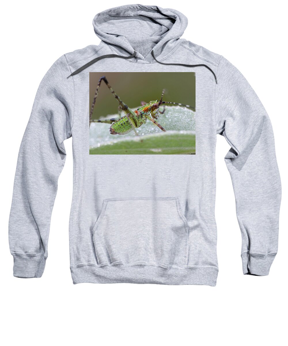 Grasshopper Sweatshirt featuring the photograph Katydid Nymph by Karen Rispin