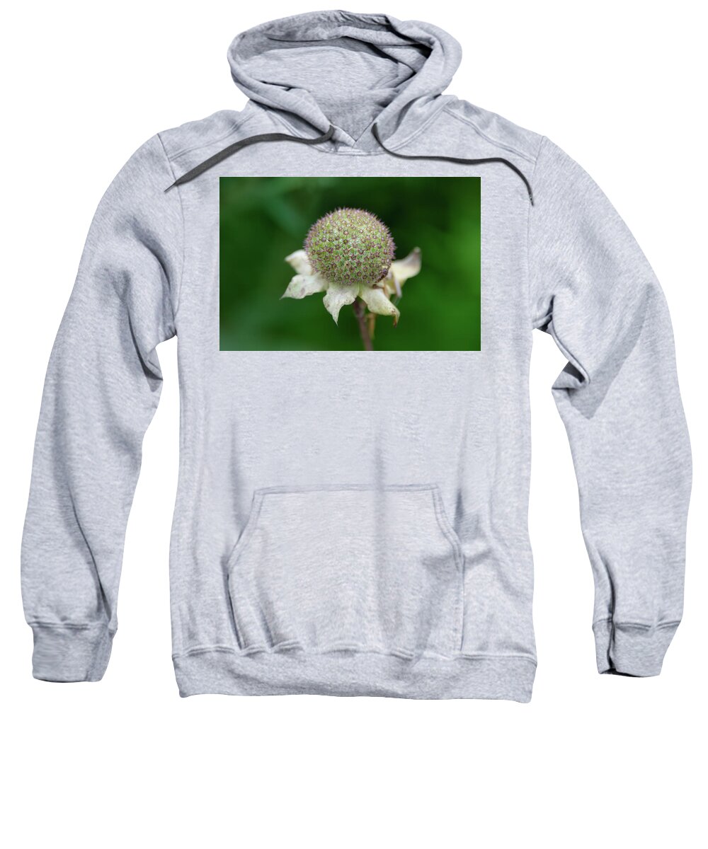 Nature Sweatshirt featuring the photograph Knautia Macedonica-1 by John Kirkland