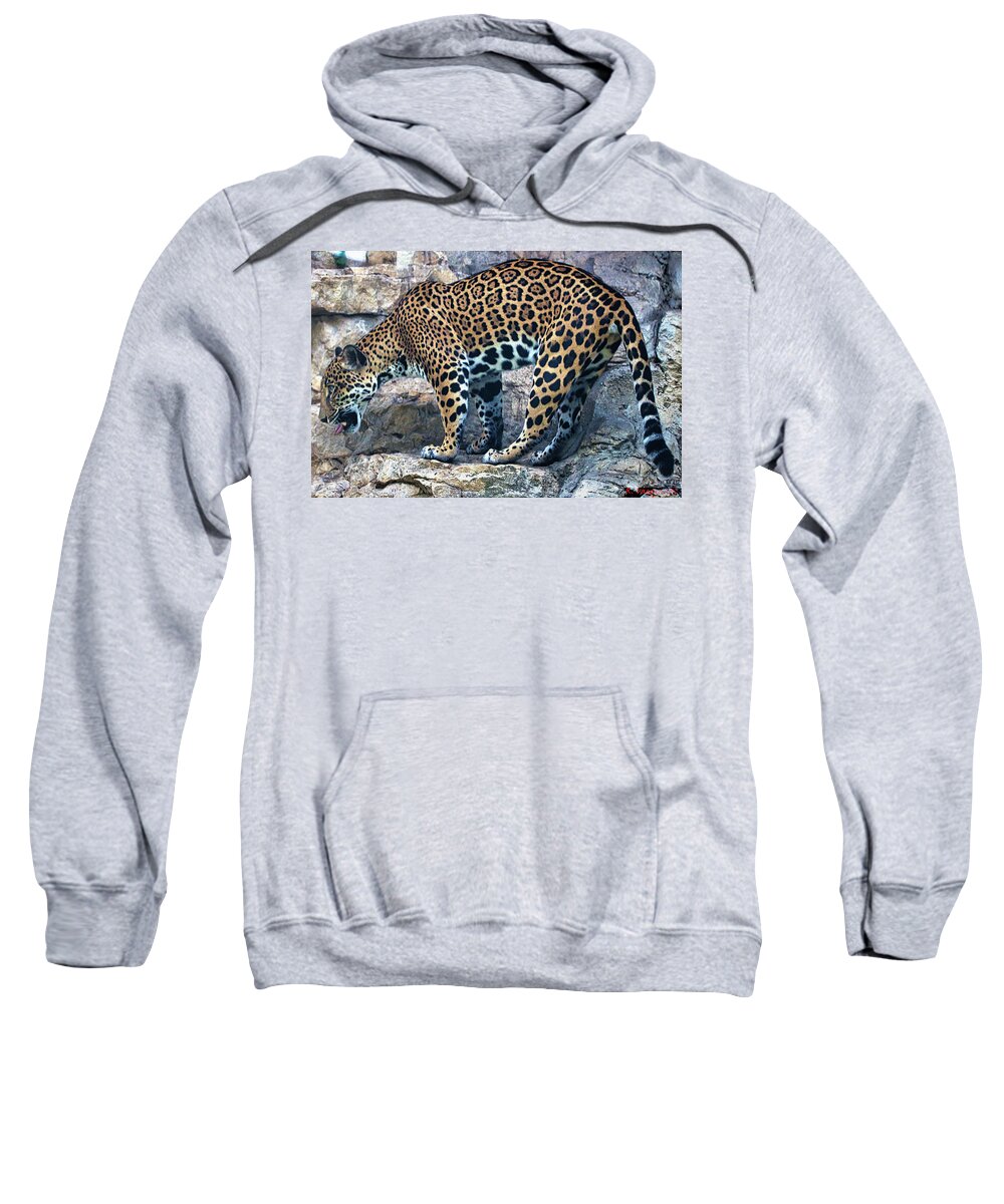 Leopard Sweatshirt featuring the photograph Leopard by Rene Vasquez