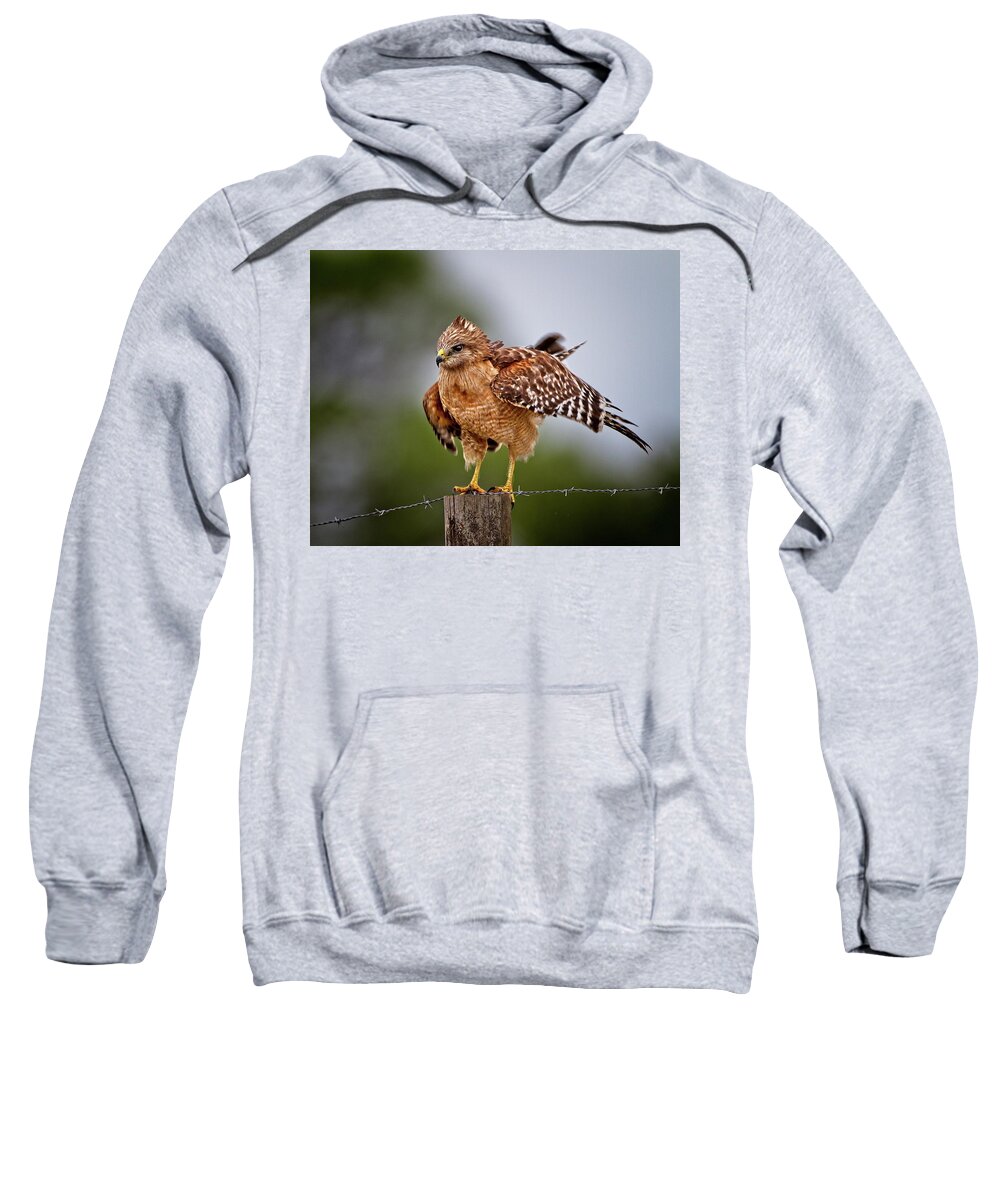 Red-shouldered Hawk Sweatshirt featuring the photograph Red-shouldered Hawk Looking For Motion by Ronald Lutz