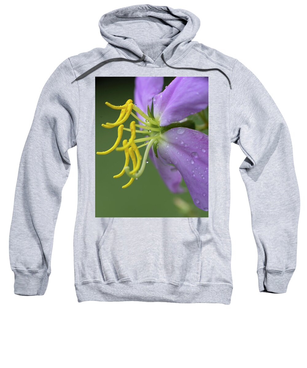 Dew Sweatshirt featuring the photograph Meadow Beauty Flower by Karen Rispin